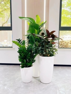 宁波花木出租专业